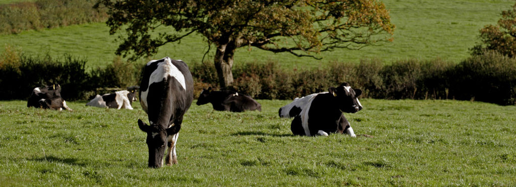 Cows & Farm Background at Icmsa