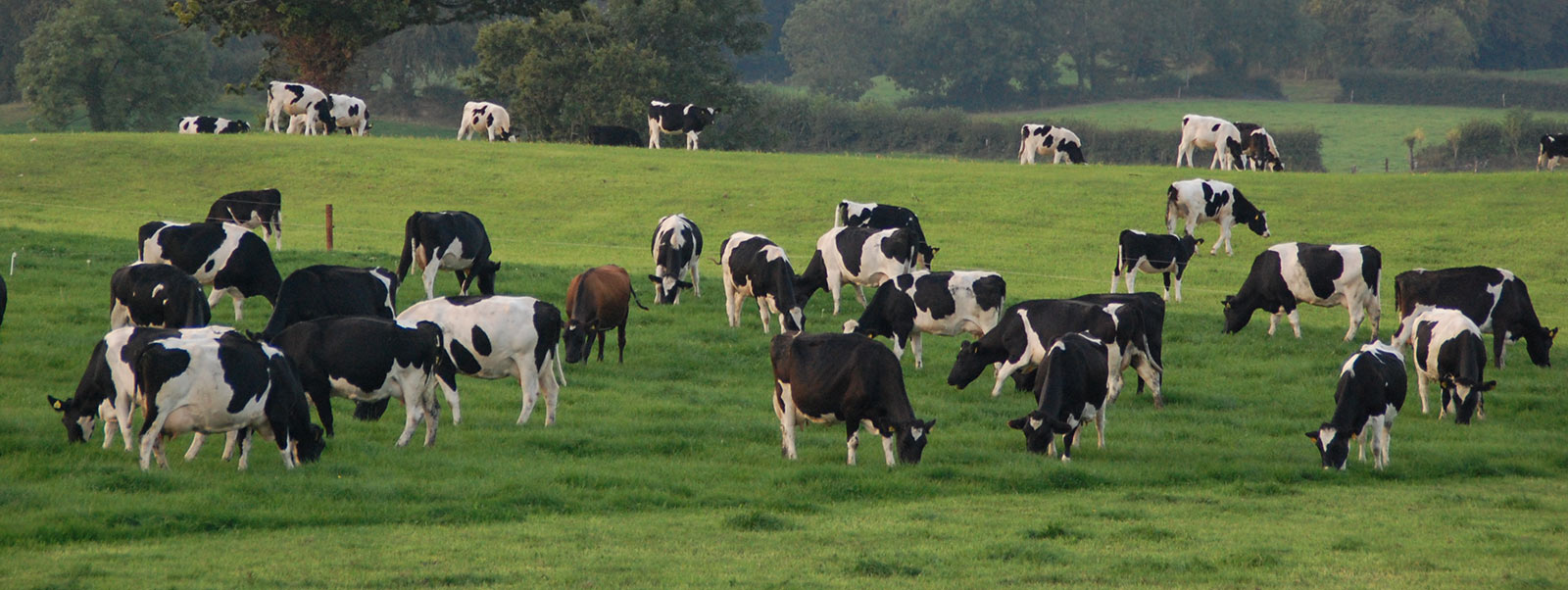 Farm Background