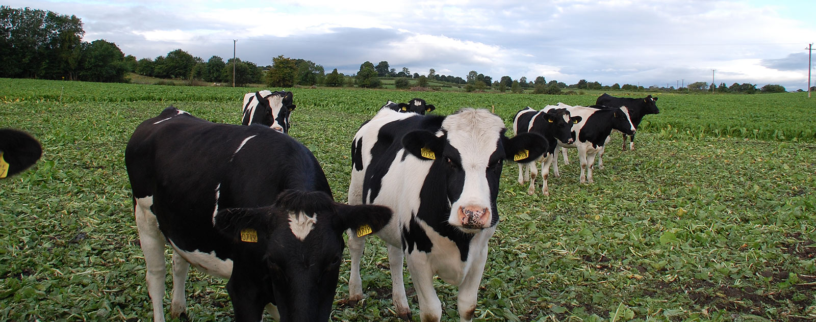 Farm Background