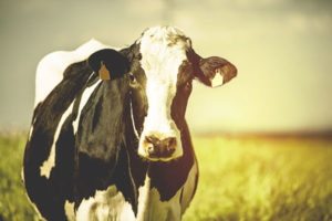 ICMSA Milk Price | Family Farm Organisation focusing on Solutions.