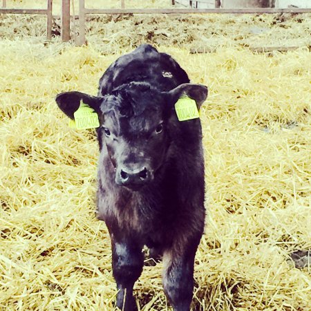 bull-calf-cairnton-aberdeen