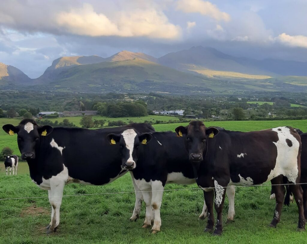 Picture of Cows 27 October 2020 (2)