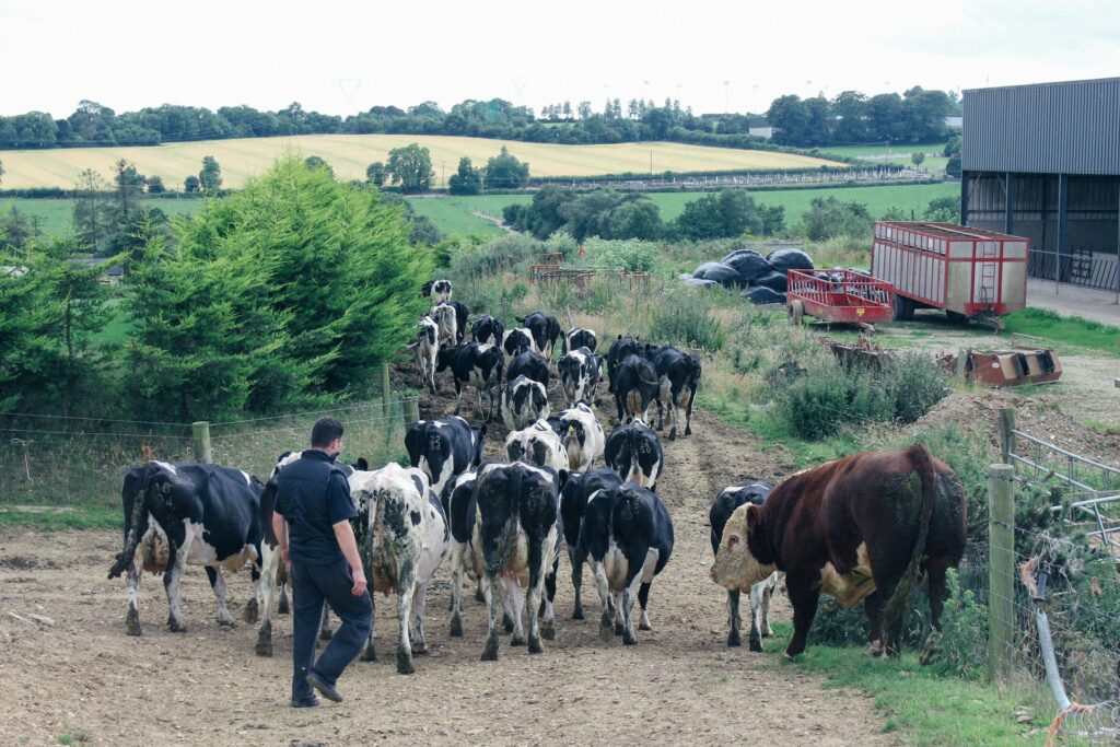 Picture of Farm Scene