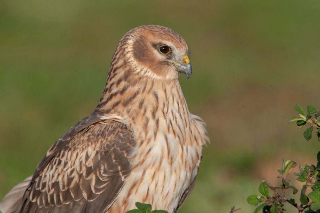 Hen Harrier Birds Animal