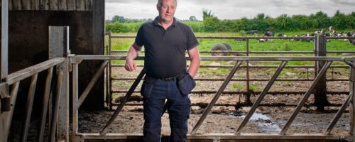 dairy beef livestock welfare
